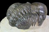 Bargain, Reedops Trilobite - Foum Zeguid, Morocco #84683-3